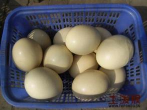 贵州特产螳螂蛋 贵州特产长顺绿壳鸡蛋