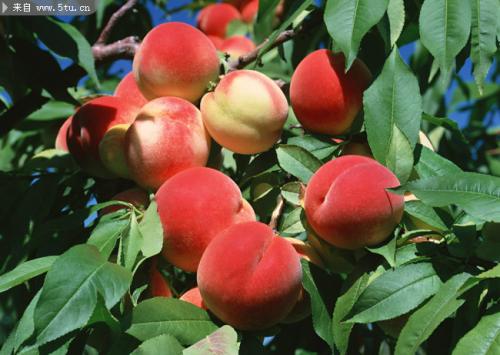 桃子特产 十大最好的油桃品种