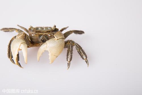 福州特产螃蟹的做法 福州霞浦野生螃蟹的做法