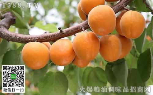 特产 杏 杏是哪个地方的特产