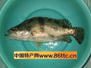 松鼠桂鱼哪边特产 松鼠桂鱼是扬州特产吗