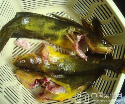 越南特产鱼图片大全 越南天然河鱼图片