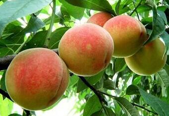 桃子是什么特产 桃子是本土水果吗