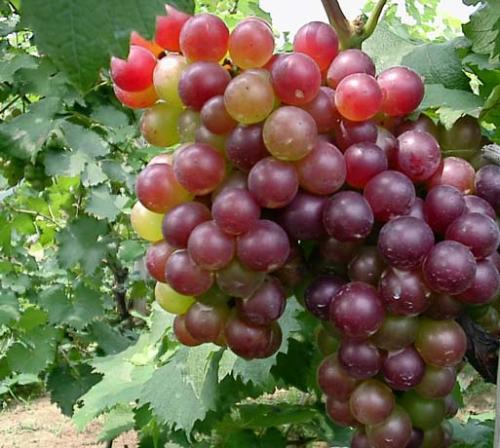 云南宾川特产葡萄品种大全 云南大理宾川葡萄有什么品种