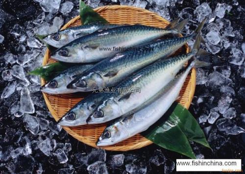 金鲳鱼沿海特产 金鲳鱼哪个地方产的好吃