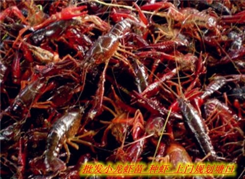 温州特产小龙虾 小龙虾在温州哪里做的好