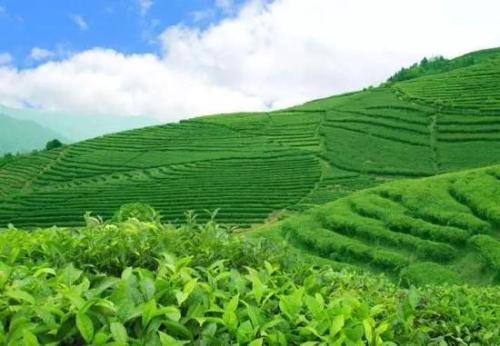 云南特产茶叶有哪些品种 云南特产茶叶有哪些