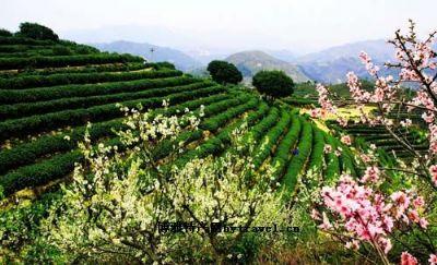 乌龙茶是哪个市的特产茶 中国特产乌龙茶