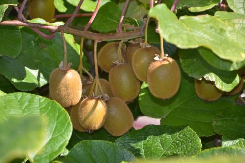 广东省和平特产 猕猴桃 广东一年四季的猕猴桃