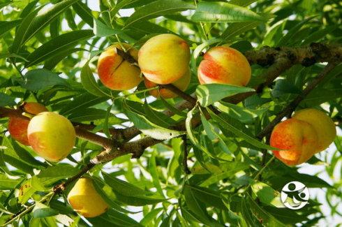 蜜桃的特产有哪些 全国十大好吃的水蜜桃
