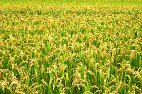 特产水稻2000斤 1500公斤水稻图片