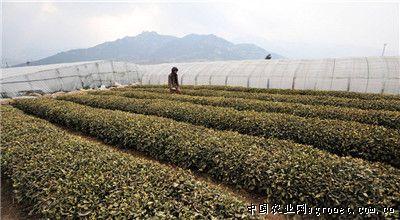 安平县特产茶叶 
