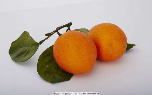 我家乡的特产柑桔 我的家乡石门县柑橘