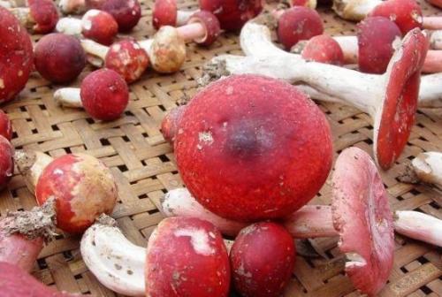 滇西甄选土特产干货红菇500g 云南正宗红菇价格七百块钱