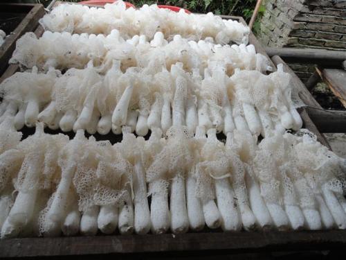 北川特产竹荪怎么吃法 市场上买的竹荪怎么煮好吃