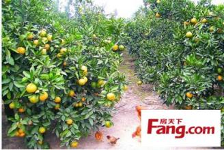 潮汕柑橘特产 潮汕最有名的油柑