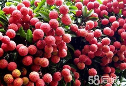 龙海市的特产水果有哪些 漳州一年四季水果有哪些
