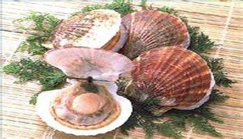 大连海鲜特产扇贝是什么品种 大连扇贝有几种