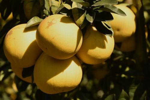 福建特产水果比柚子还大的叫啥 福建产的什么水果最多