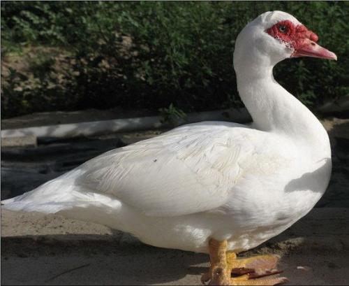 玉山白番鸭