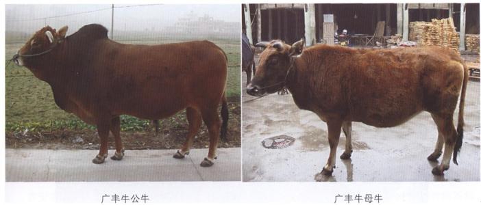 北京特产牛打滚 老北京驴打滚北京特产零食