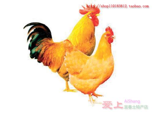 三黄鸡哪里特产 广东哪里能买到三黄鸡