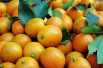 脆皮金桔是哪里的特产水果 中国金桔哪里的最好吃