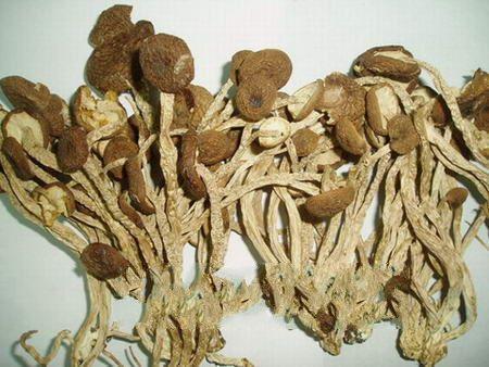 新疆特产什么菇 新疆能吃的蘑菇图片