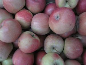 摩尔庄园特产苹果稀有程度 摩尔庄园特产苹果苹果种子怎么来