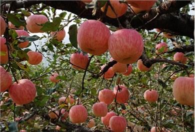 我家乡的特产苹果的作文600字 介绍自己家乡的苹果作文