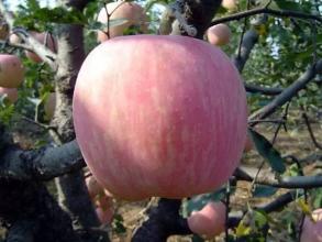 越南特产金苹果 越南十大特产是什么水果