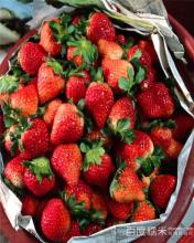 关于草莓的家乡特产小调查手抄报 自然笔记草莓生长过程手抄报