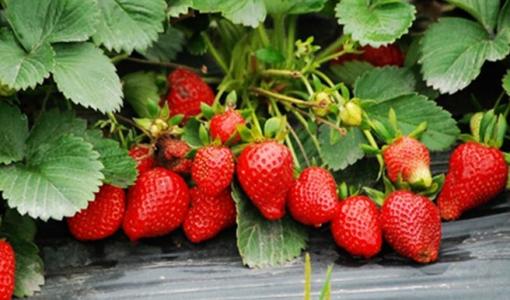 大凉山特产草莓 大凉山冬季草莓口感