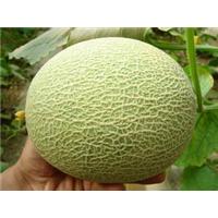 青州特产香瓜叫什么瓜 青州哪种甜瓜出名