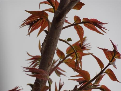 家乡特产香椿 山上野生香椿图片
