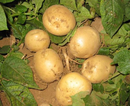 土豆是哪个地方特产 推荐家乡特产土豆