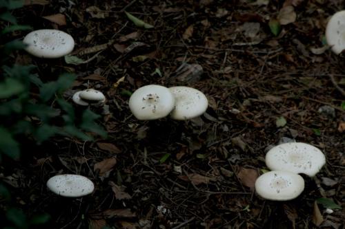 干货特产野生蘑菇 山东可以食用的野生蘑菇图片