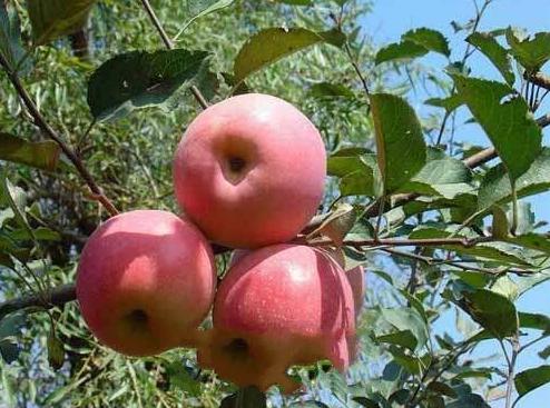 苹果红富士脆甜甘肃特产 静宁红富士苹果甘肃特产生鲜水果