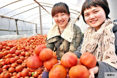 五原县特产西红柿 五原好吃的西红柿