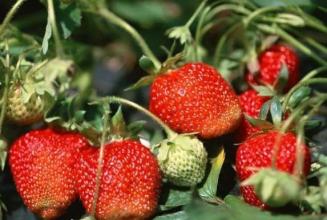摩尔庄园有草莓特产嘛 摩尔庄园十大特产