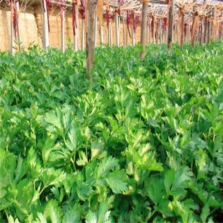 贵州特产野芹菜酸菜怎样做 贵州野芹菜酸菜的营养价值