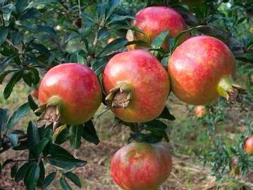 安徽名优特产水果是石榴还是桃子 安徽有特产水果是哪些