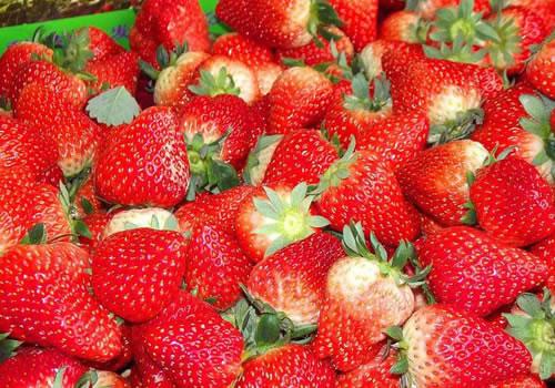 家乡的特产 草莓 