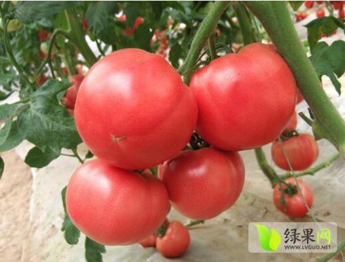 本地特产西红柿 小西红柿哪里产的好吃