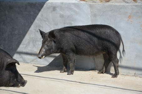 山东特产黑猪肉制作 山东最好吃的黑猪肉
