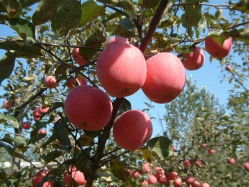 山东特产两个苹果 山东哪里产的苹果好吃便宜
