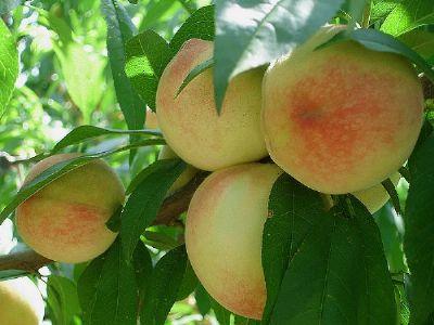 滨州十大特产水果是什么 二月份去滨州必买的十种特产