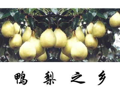 地方特产大全北京鸭梨 全国最有名的鸭梨