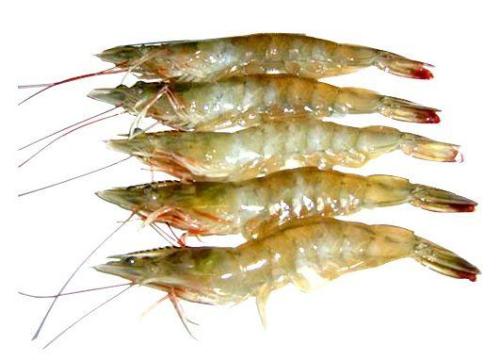 熟对虾特产正确吃法 东海熟对虾怎么吃