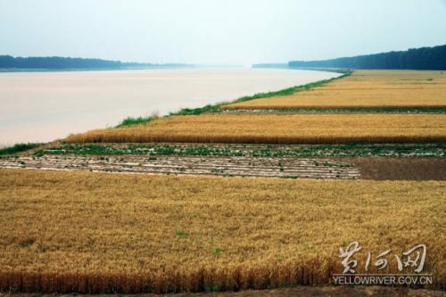 垦利黄河滩区小麦
